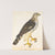 Portrait Of A Falcon Gentle by The Reverend Christopher Atkinson