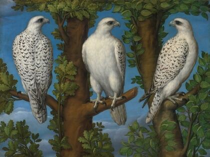 Portrait Of A Gyrfalcon, Viewed From Three Sides