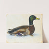Portrait Of A Mallard by The Reverend Christopher Atkinson