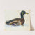 Portrait Of A Mallard by The Reverend Christopher Atkinson
