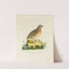 Portrait Of A Quail by The Reverend Christopher Atkinson