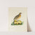 Portrait Of A Quail by The Reverend Christopher Atkinson
