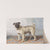 Portrait of Edwin vom Rath’s Pug by Conradijn Cunaeus