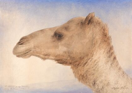 Portrait of the Artist’s Dromedary