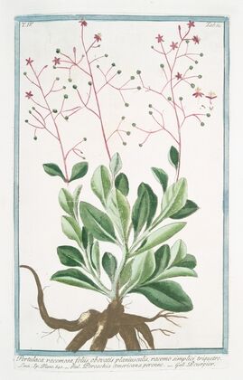 Portulaca racemosa foliis obovatis planiusculis, racemo simplici triquetro – Porcachia americana perenne – Pourpier. (potherb fameflower, waterleaf, Surinam purslane, Ceylon spinach,