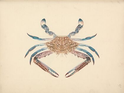 Portunua pelagicus (Blue Crab)