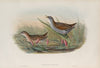 Porzana minuta. Olivaceous Crake. (1862-1873)