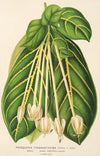 Posoqueria fragrantissima