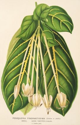 Posoqueria fragrantissima