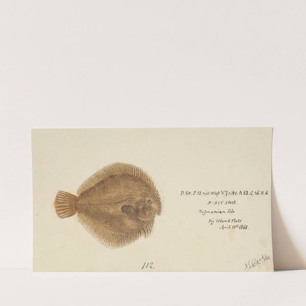 Possibly Ammotretis sp (Tas) : Flounder (1868) by Frank Edward Clarke