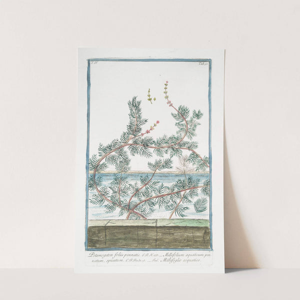 Potamogeton foliis pennatis - Millefolium aquaticum pennatum, spicatum - Millefoglio acquatico. (Leafy Pondweed) by Giorgio Bonelli