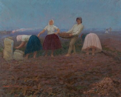 Potato picking