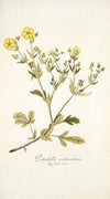 Potentilla astracanica