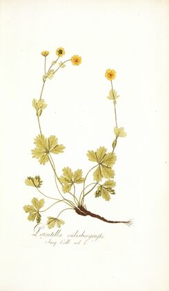Potentilla salisburgensis