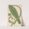 Pothos acaulis by William Jackson Hooker