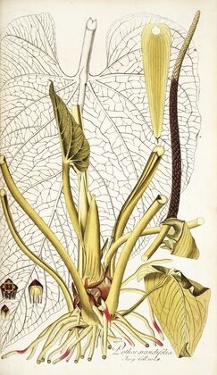 Pothos grandifolia