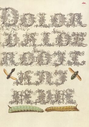 Potter Wasp, Hover Fly, and Caterpillars (1561–1596)