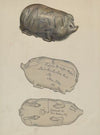 Pottery Pig