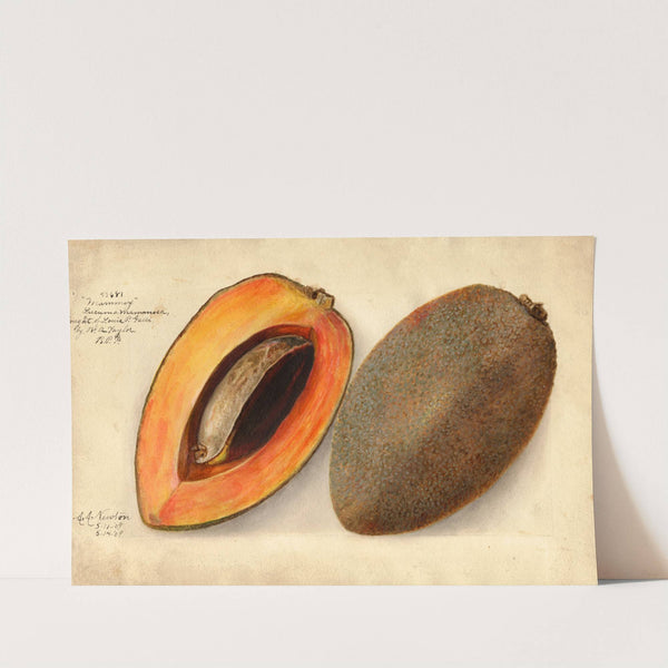 Pouteria campechiana: Mammey (1909) by Amanda Almira Newton