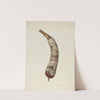 Powder Horn by Edith Towner