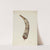 Powder Horn by Edith Towner