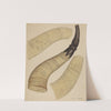 Powder Horn by Paul Ward