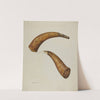Powder Horn by Stanley Mazur