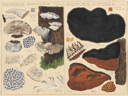 Poyporus borealis, Poyporus hispidus (1915-1945)