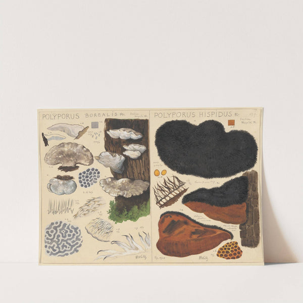 Poyporus borealis, Poyporus hispidus (1915-1945) by Hans Walty