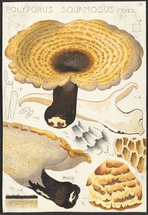 Poyporus squamosus Fries. (1915-1945)