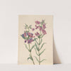 Prairie Pentstemon (Pentstemon erianthera) (1923) by Mary Vaux Walcott