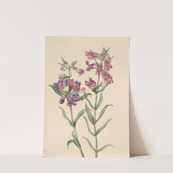 Prairie Pentstemon (Pentstemon erianthera) (1923) by Mary Vaux Walcott