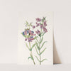 Prairie Pentstemon. (Pentstemon erianthera) (1925) by Mary Vaux Walcott