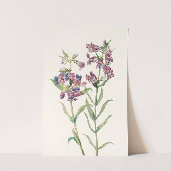 Prairie Pentstemon. (Pentstemon erianthera) (1925) by Mary Vaux Walcott
