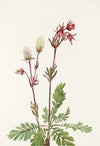 Douglas Honeysuckle (flower). Lonicera glaucescens