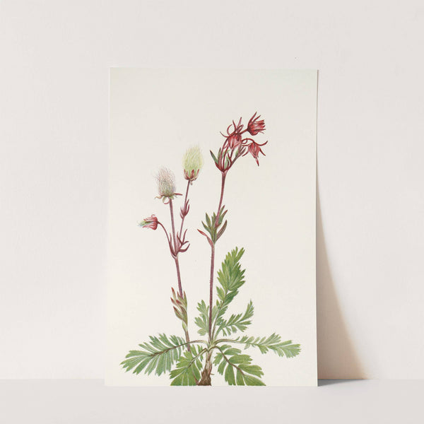Prairie-smoke. (Sieversia ciliata) (1925) by Mary Vaux Walcott
