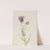Prairie Thistle (Cirsium undulatum) (1923) by Mary Vaux Walcott