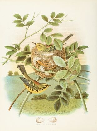 Prairie Warbler
