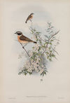 Pratincola rubetra. Whinchat. (1862-1873)