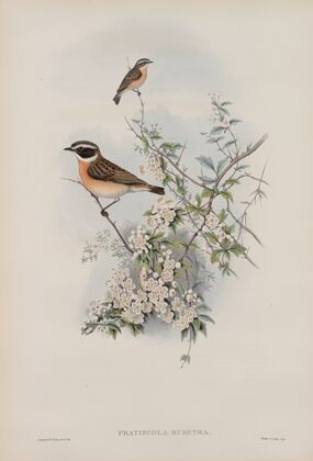 Pratincola rubetra. Whinchat. (1862-1873)