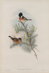 Pratincola rubicola. Stone-chat, or Furze-chat. (1862-1873)