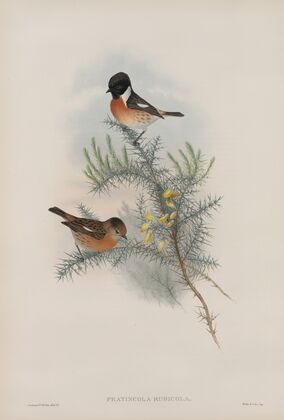 Pratincola rubicola. Stone-chat, or Furze-chat. (1862-1873)