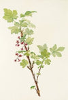 Douglas Honeysuckle (fruit). Lonicera glaucescens