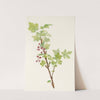 Prickly Currant (flower). (Ribes lacustre) (1925) by Mary Vaux Walcott