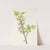 Prickly Currant (flower). (Ribes lacustre) (1925) by Mary Vaux Walcott