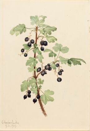 Prickly Currant (Ribes lacustre) (1919)