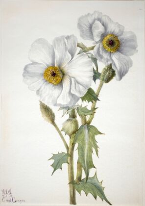 Pink Heather (Phyllodoce empetriformis) (1901)