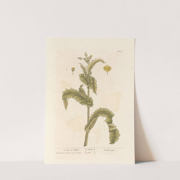 Prickly sow thistle by Elizabeth Blackwell