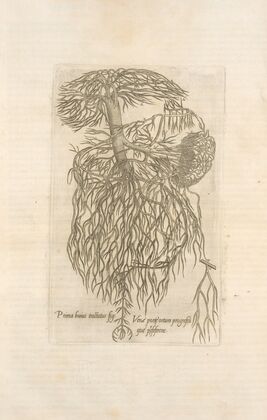 Prima huirus tractatus fig; VenÃ¦ portÃ¦ ortum progresumque’ prÃ¦seferens