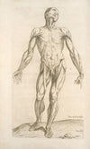 Prima musculorum tabula. [Shows human muscles]